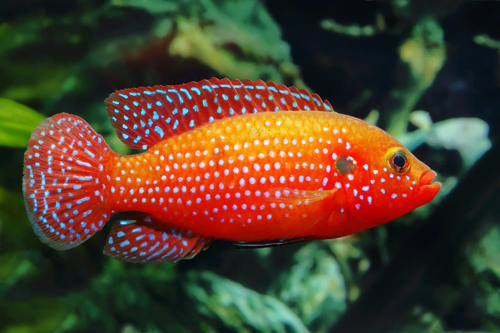 Top 10 Colorful Fish to Brighten Up Your Next Freshwater Aquarium – Aquarium Co-Op