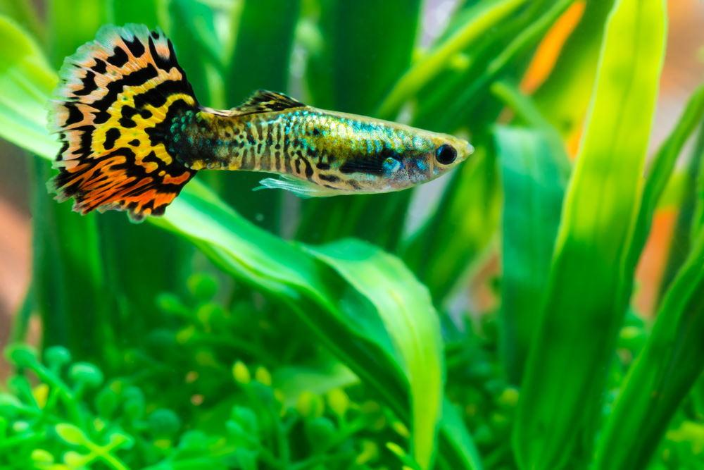 Care Guide for Guppies – The Most Popular and Colorful Livebearer – Aquarium Co-Op