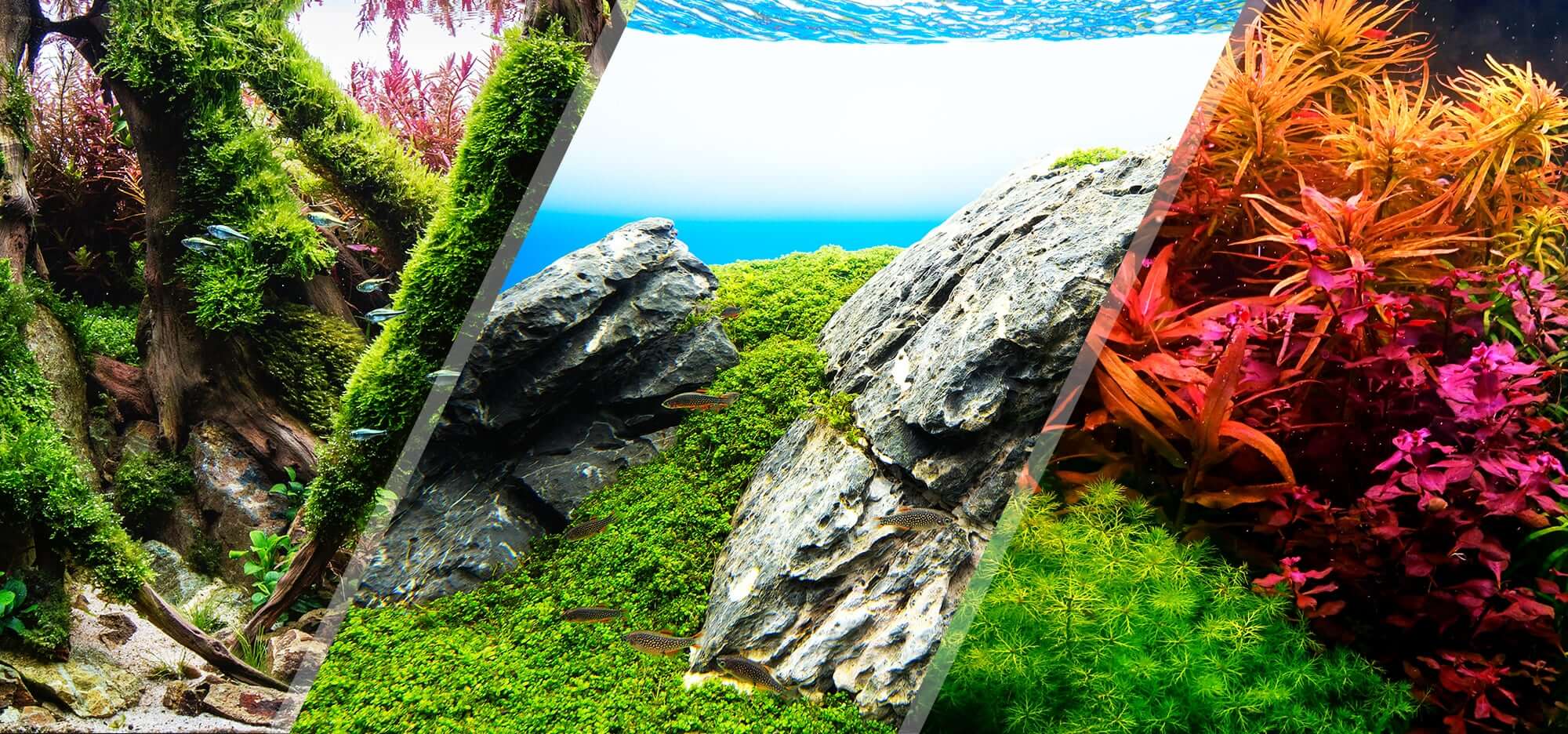 Aquascaping Styles: Nature Aquarium, Iwagumi, Dutch Aquarium - Aquascaping Love