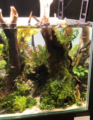 Aquascaping Tanks & Aquariums: Supplies, Rocks, Ideas - Sevenports