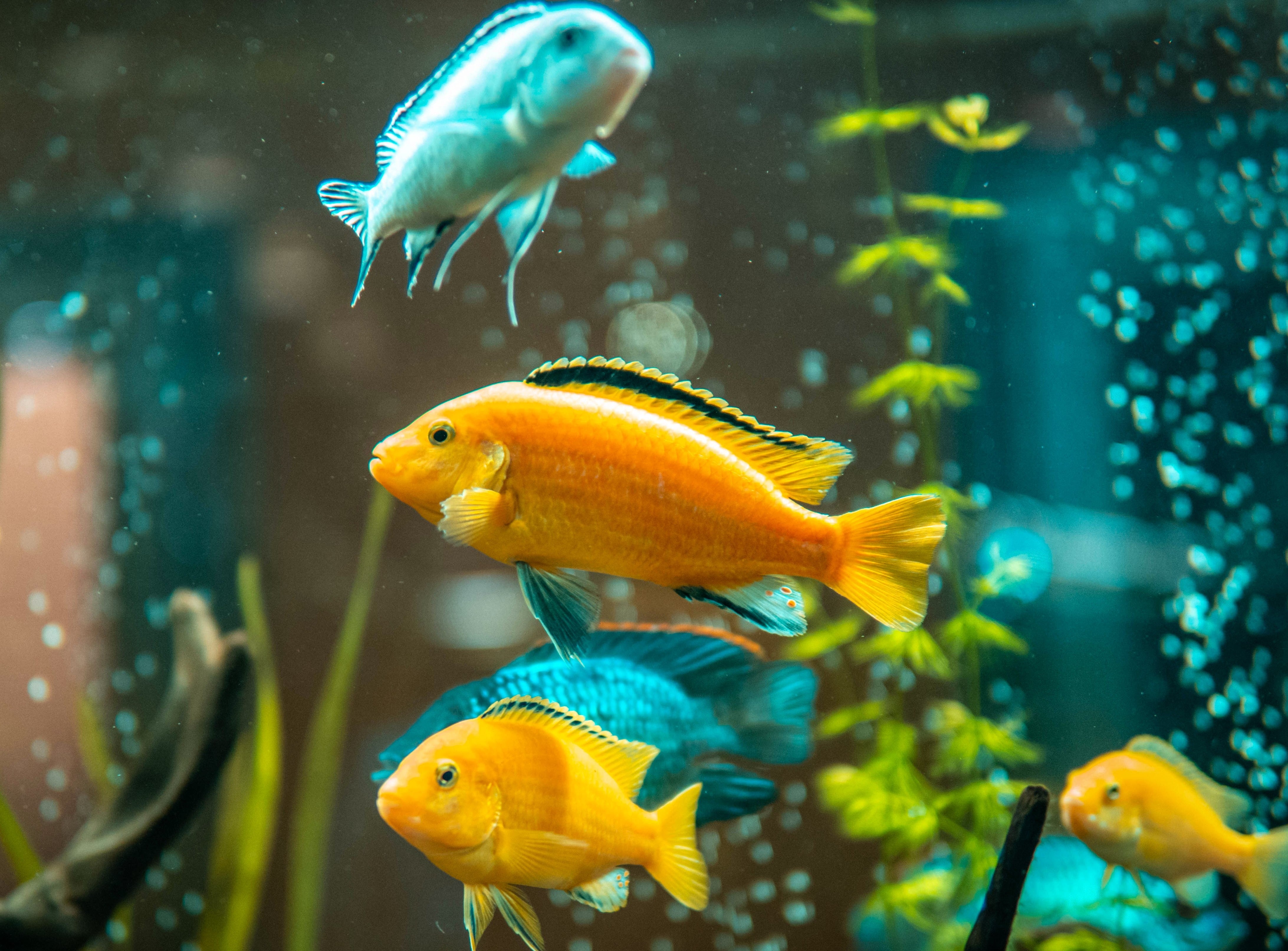 How to Introduce Fish into an Aquarium | Aquacadabra