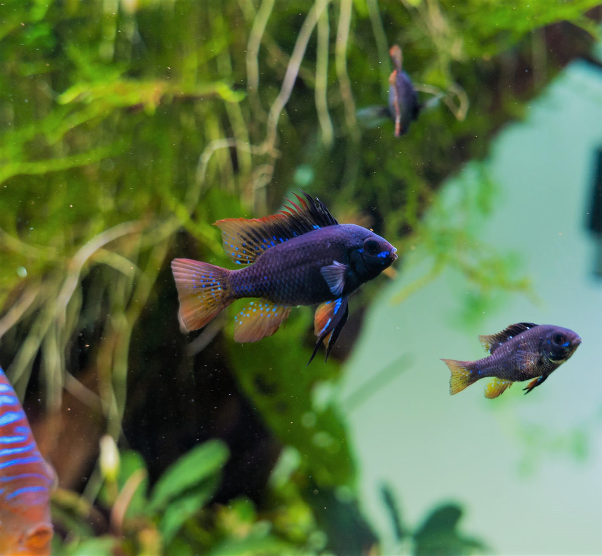 Tips for Beginners in the Aquarium Hobby — Buce Plant