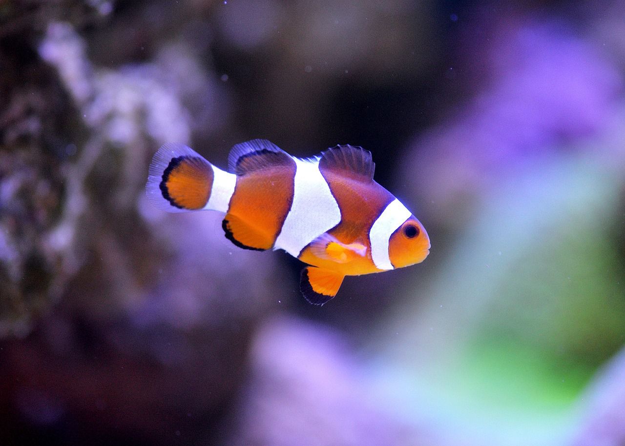 8 Cute Fish for Your Aquarium