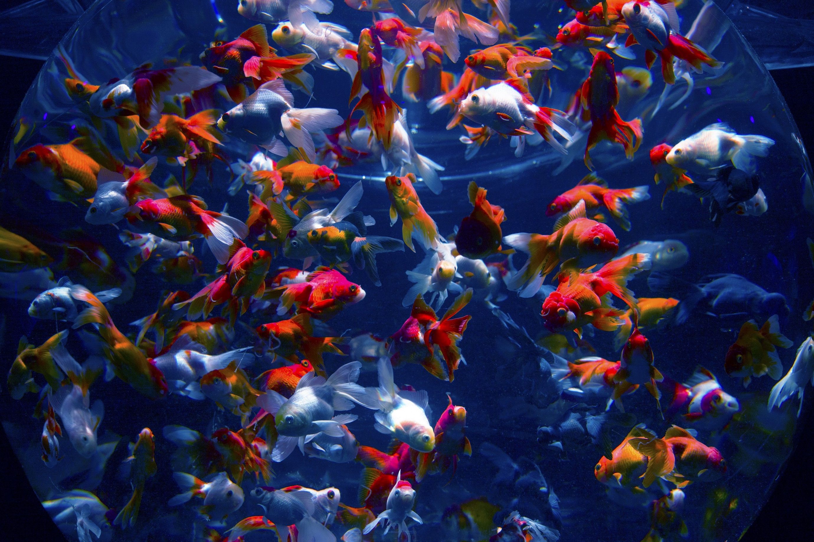 13 Types of Goldfish From Comets To Fantails