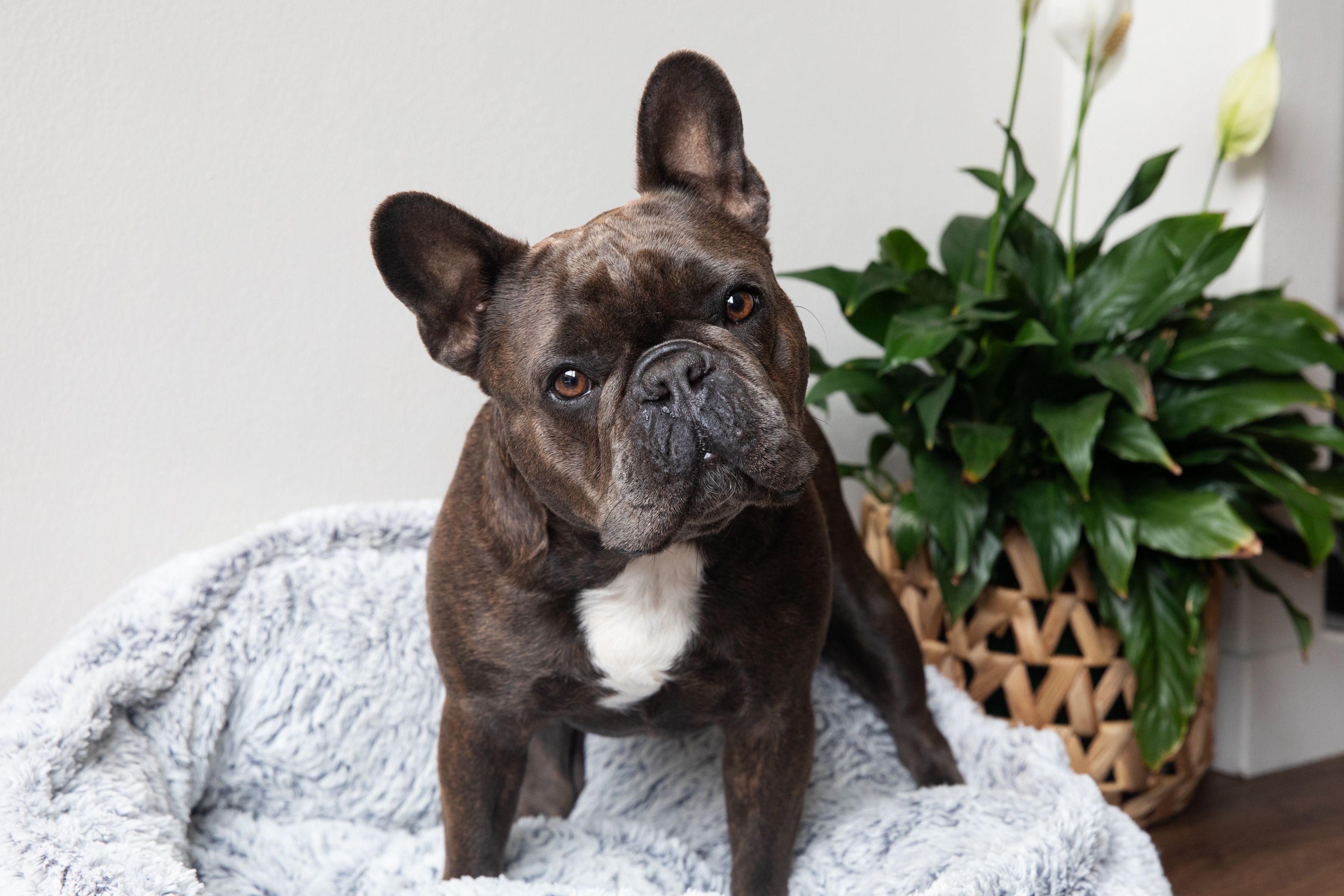 The Top 35 Cutest Dog Breeds: From the Beagle to Yorkie
