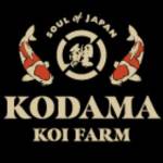 Taro Kodama profile picture